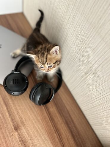 Pişiklər: Şinşilla -da lalafo.az — 8 Pişiklər: Şinşilla — 8