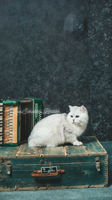 Pişiklər: Britan, Erkək, Cütləşmə üçün -da lalafo.az — 7 Pişiklər: Britan, Erkək, Cütləşmə üçün — 7