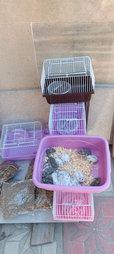 Gəmiricilər: 2cunqarik 1qəfəs üstündə vitaminli yem,quru yonca,apilka hədiyyə cəmi -da lalafo.az — 5 Gəmiricilər: 2cunqarik 1qəfəs üstündə vitaminli yem,quru yonca,apilka hədiyyə cəmi — 5