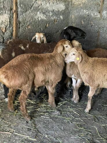 альпийская коза цена: Сатам | Козу | Арашан | Көбөйтүү үчүн