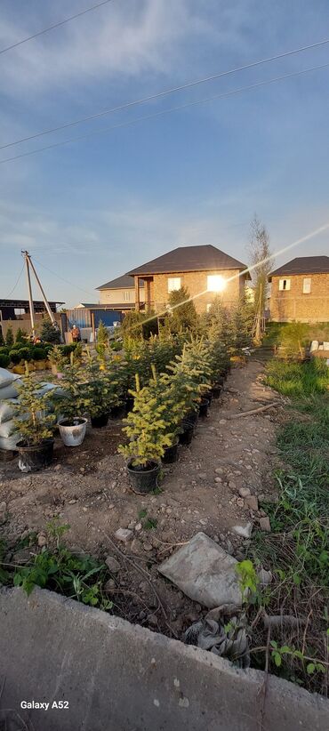 Декоративные деревья: Саженцы деревьев: Ели, Платная доставка — 6