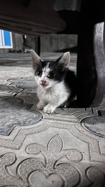 pişik cütleşdirme: Erkək, Yaxşı əllərə — 2