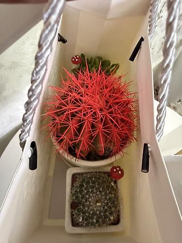Кактусы: 🌵 Декоративный набор кактусов 🌵 Идеально для дома или офиса — 5