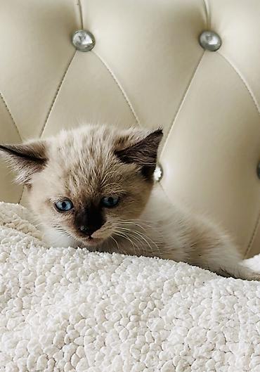 ищу кошку: Кошка даром: Сиамская, Девочка — 7