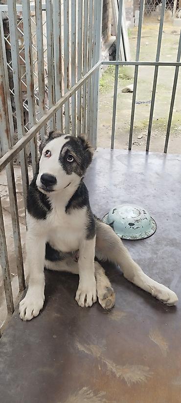 Продажа собак: Алабай, 4 месяца, Самец, С прививкой — 1