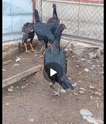 toyuq satilir: Toyuq, Damazlıq, Ünvandan götürmə, Ödənişli çatdırılma, Rayonlara çatdırılma — 2