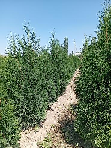 яблоки алма: Туя западная «Смарагд» (Thuja occidentalis ‘Smaragd’) — декоративные — 2