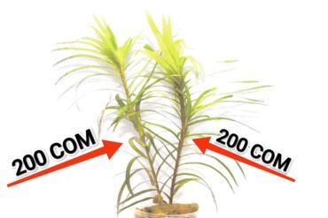 семена клубники бишкек: Цена: один кустик 7-8см, 200 сом