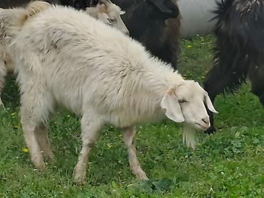 Козы, козлы: Продаю | Коза (самка), Козёл (самец), Козлёнок — 19