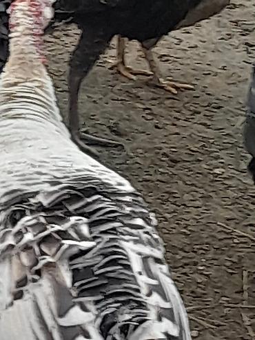 cuce ve xoruz: Məhsul: Hind toyuqları (qara və ağ rəngli) Təsvir: - Təmiz cinsli ev — 1