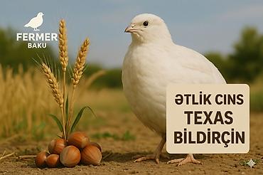 geref qus: Yalnız bizdə Yumurtaya başlamasına 15+ gün qalmış Jumbo Yumurtalıq və — 7