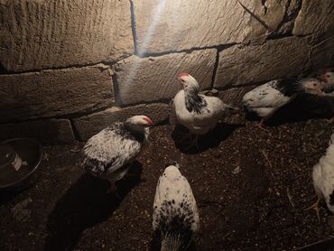 Cücələr: Selebrsiz Cuceleri /toyuqlar qrupu Sağlam və baxımlı cücələr — 2