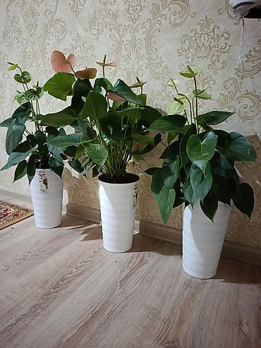 Комнатные растения в декоративных кашпо 1) Антуриумы (Anthurium) - at lalafo.kg Комнатные растения в декоративных кашпо 1) Антуриумы (Anthurium) -