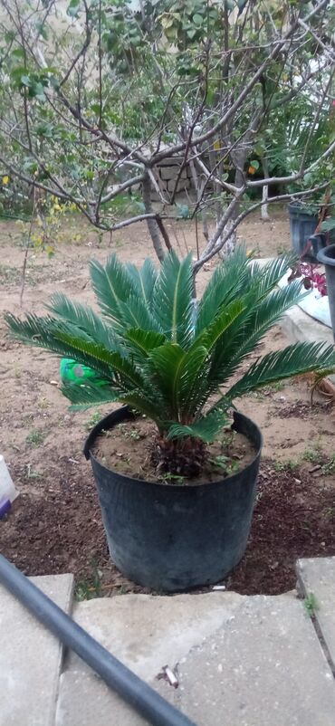 пластик трубалар: Sago xurması (Cycas revoluta) – iri dibçəkdə - Bitki tipi: dekorativ