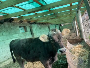 продажа коров: Сатам | Бука (эркек) | Аргын | Бордоп семиртүү үчүн