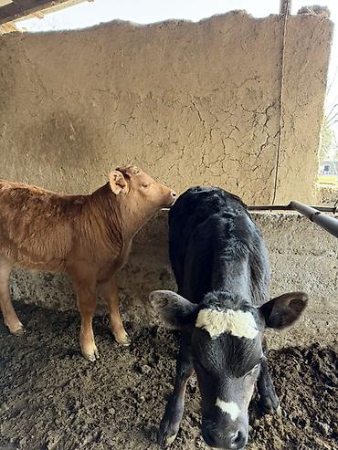 Коровы, быки: Продаю | Тёлка | Искусственник — 1