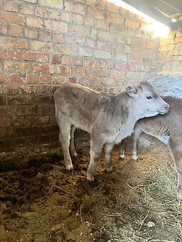 Коровы, быки: Продаю | Музоо, торпок | Полукровка | Для разведения | Искусственник — 1