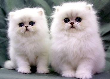 Pişiklər: Fars — 1