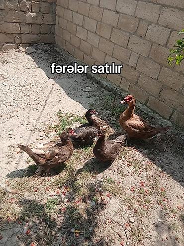 ev heyvanlarının satışı: Başlıq: Fərə ördəklər macar krasnadar bide macar qara zümrüdü bala — 1