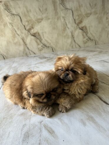 İtlər: Pekines, 2 ay, Ödənişli çatdırılma — 4