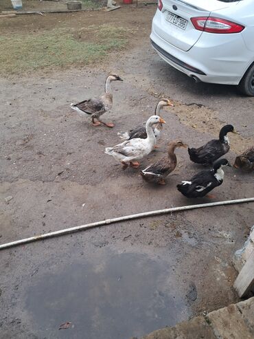 в добрые руки: Saqlam qazlardi