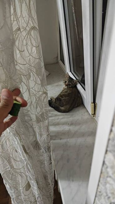 Akvarium aksessuar və ləvazimatları: Şinşilla, Dişi, Ödənişli çatdırılma