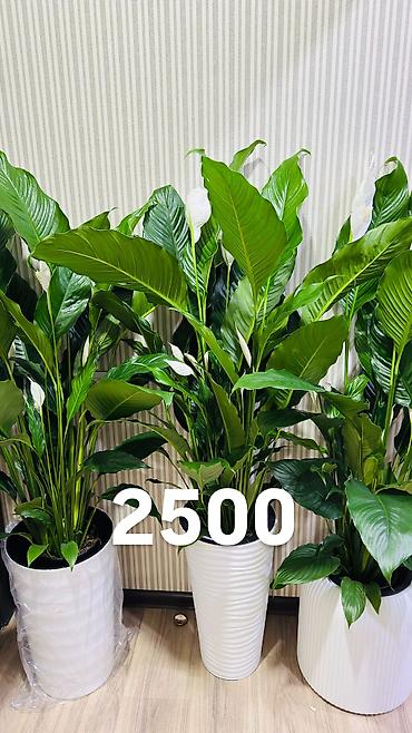 Другие комнатные растения: Комнатные цветы, цены написаны на фото — 17