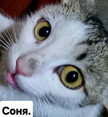 соня куры: Кошка даром: Беспородная, Девочка, Приучена к лотку — 1