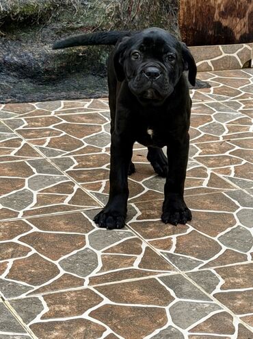 İtlər: Kane-Korso — 2