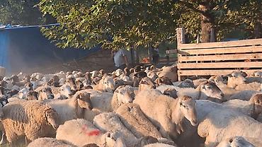 heyvanlar satışı: Qoyun sürüsü – ətlik və damazlıq üçün - Növ: yerli qarışıq — 2