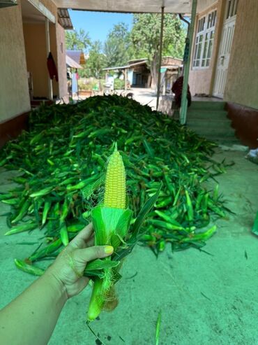 кулпунай кочоту: Продается кукуруза 🌽 оптом и в розницу