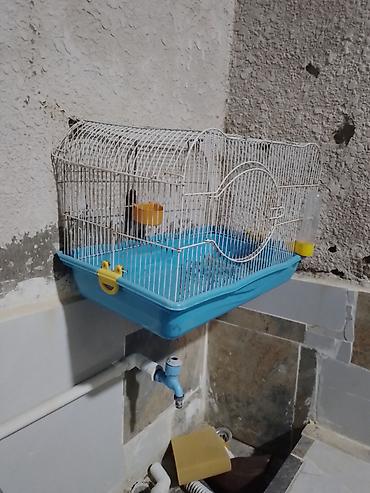 Зоотовары: Quş qəfəsi – orta ölçülü, metal barmaqlıqlı və mavi plastik altlıqla — 2
