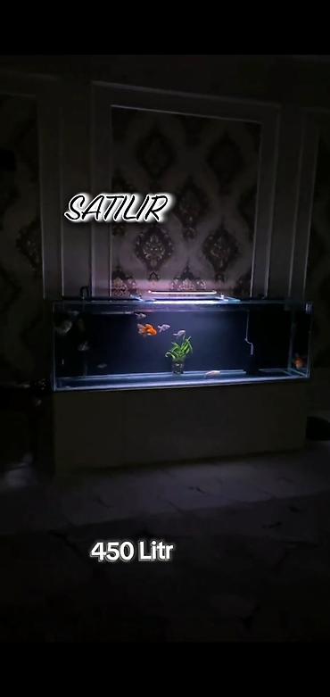 akvarium lampa: 450 litr həcmli böyük akvarium satılır. (2000₼ pul qoyulub) premium — 1