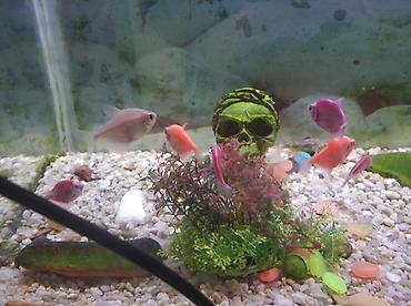dovriyye nasosu: Dördbucaq akvarium, 115 l, Pulsuz çatdırılma — 1
