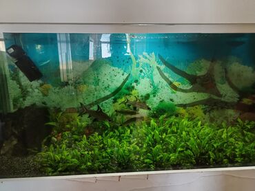 Akvarium aksessuar və ləvazimatları: Balıqlar və su bitkiləri ilə tamamlanmış böyük akvarium. Təbii və