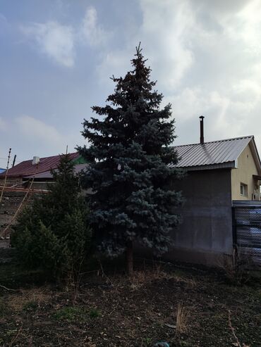 Декоративные деревья: Рассада деревьев: Самовывоз