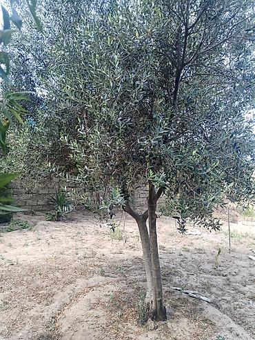 20+ Zeytun ağacı – həyət üçün məhsuldar, dekorativ növ(erkek) meyvesi