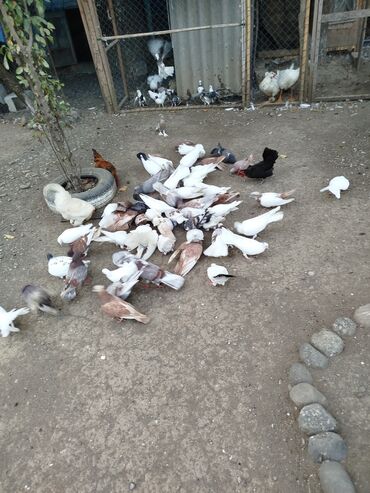 Göyərçinlər: Məhsul: Ev quşları üçün müxtəlif cins və rəngdə göyərçin sürüsü kom200 — 7