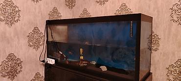 akvarium baliq novləri: Böyük ölçülü şüşə akvarium + şkaf dəsti - Ölçü: 120 sm uzunluq, 50 — 4