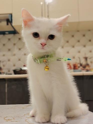 Pişiklər: Dişi -da lalafo.az — 5 Pişiklər: Dişi — 5