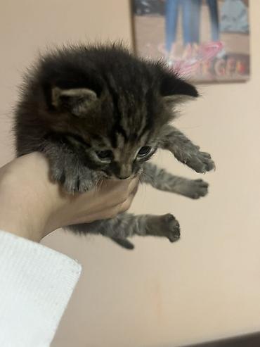 котята дарлм: Котята, помёт из трёх малышей: - Окрас: чёрный, серый (дымчатый) и — 3