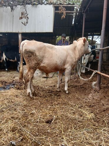 Inəklər, öküzlər: Dişi, il: 3, 3 kq, Damazlıq, Ünvandan götürmə — 3