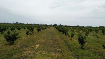 xacmaz mənzil: 50 sot, Kənd təsərrüfatı, Mülkiyyətçi, Kupça (Çıxarış)