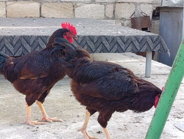 Xoruzlar: ROD İSLAND ve AVSTRALOP. cavan xoruzlar.sarilir.ve öz cinsi ferelerlə — 5