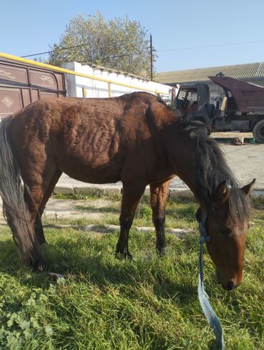 Atlar: Yük və kənd təsərrüfatı işləri üçün at - Rəng: qəhvəyi - Boy: orta - — 8