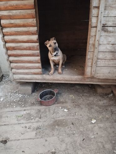pitbul satisi: Pitbul, 7 ay, Dişi, Sənədli, Ünvandan götürmə