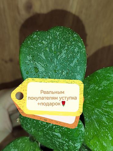 Другие комнатные растения: Шеффлера вариегатная (Schefflera arboricola variegata) в горшке. - — 20