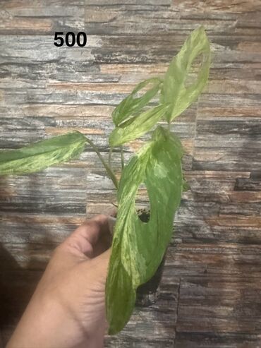 Другие комнатные растения: Комнатные растения — 6