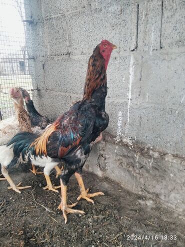 живая курица: Дакан продаю 10 месяцев крупный на бои или на породу прошу 6000 не