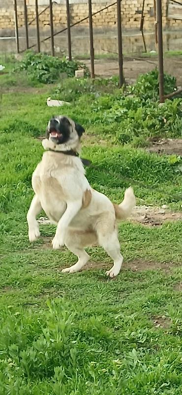 İtlər: Qurdbasar, 10 ay, Dişi, Peyvəndli — 10